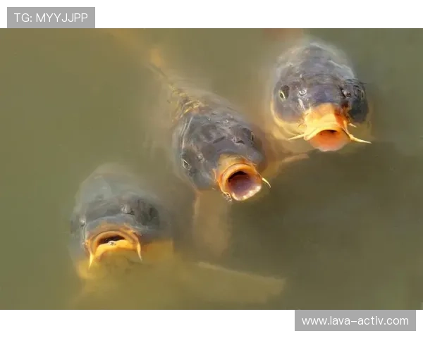 博鱼真人官方网站推出丰富多样的真人娱乐游戏，满足不同玩家的个性化娱乐需求